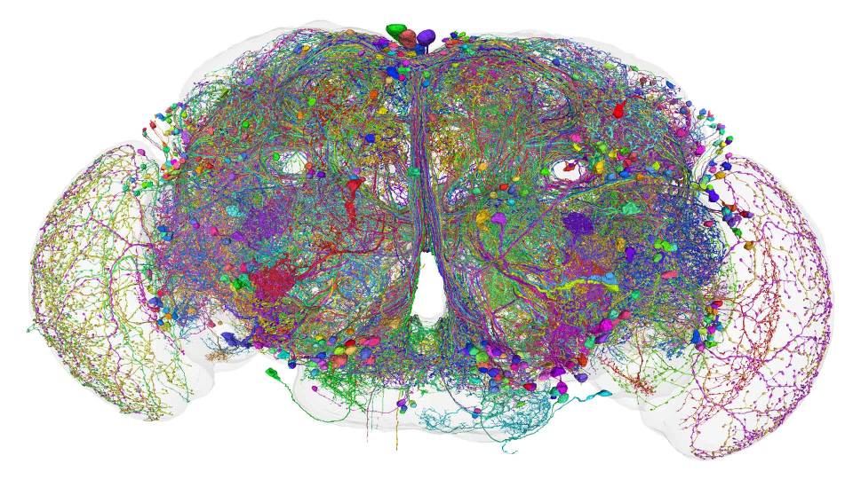 Rendering of a fly's brain