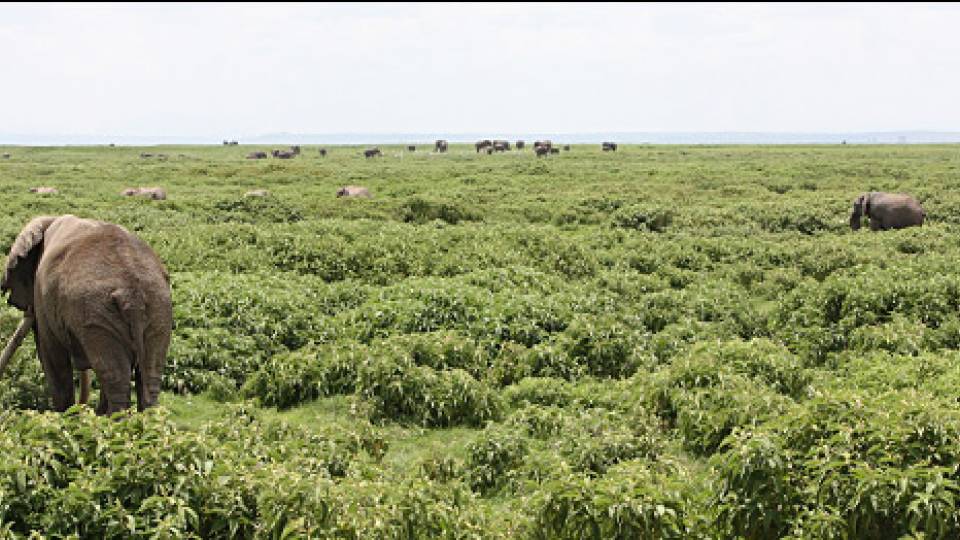 Solanum_homepage image