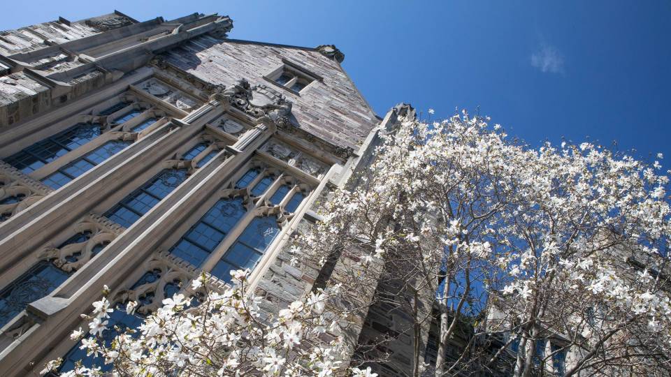 White magnolias blooming