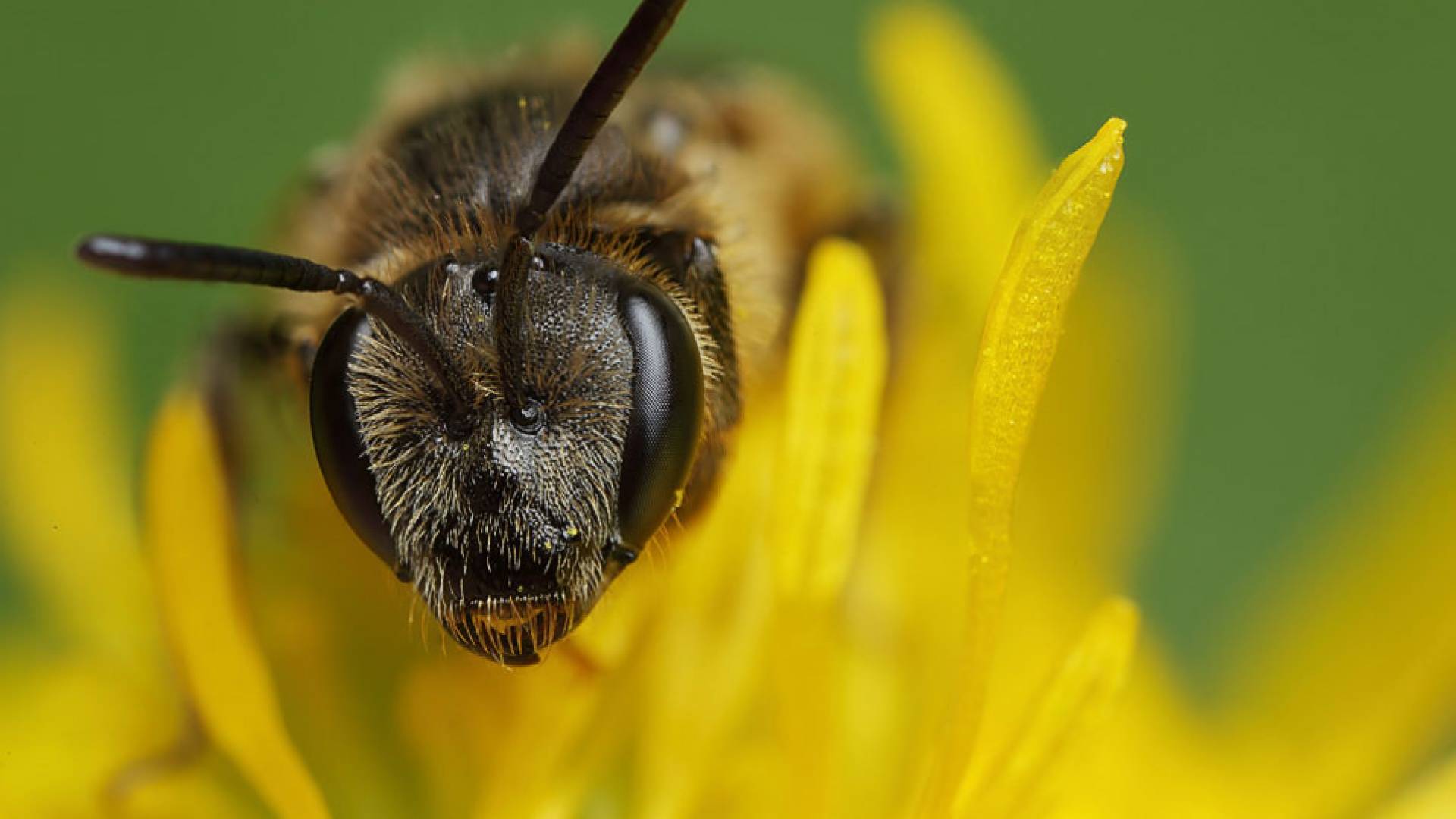 Sweat bee on yellow flower