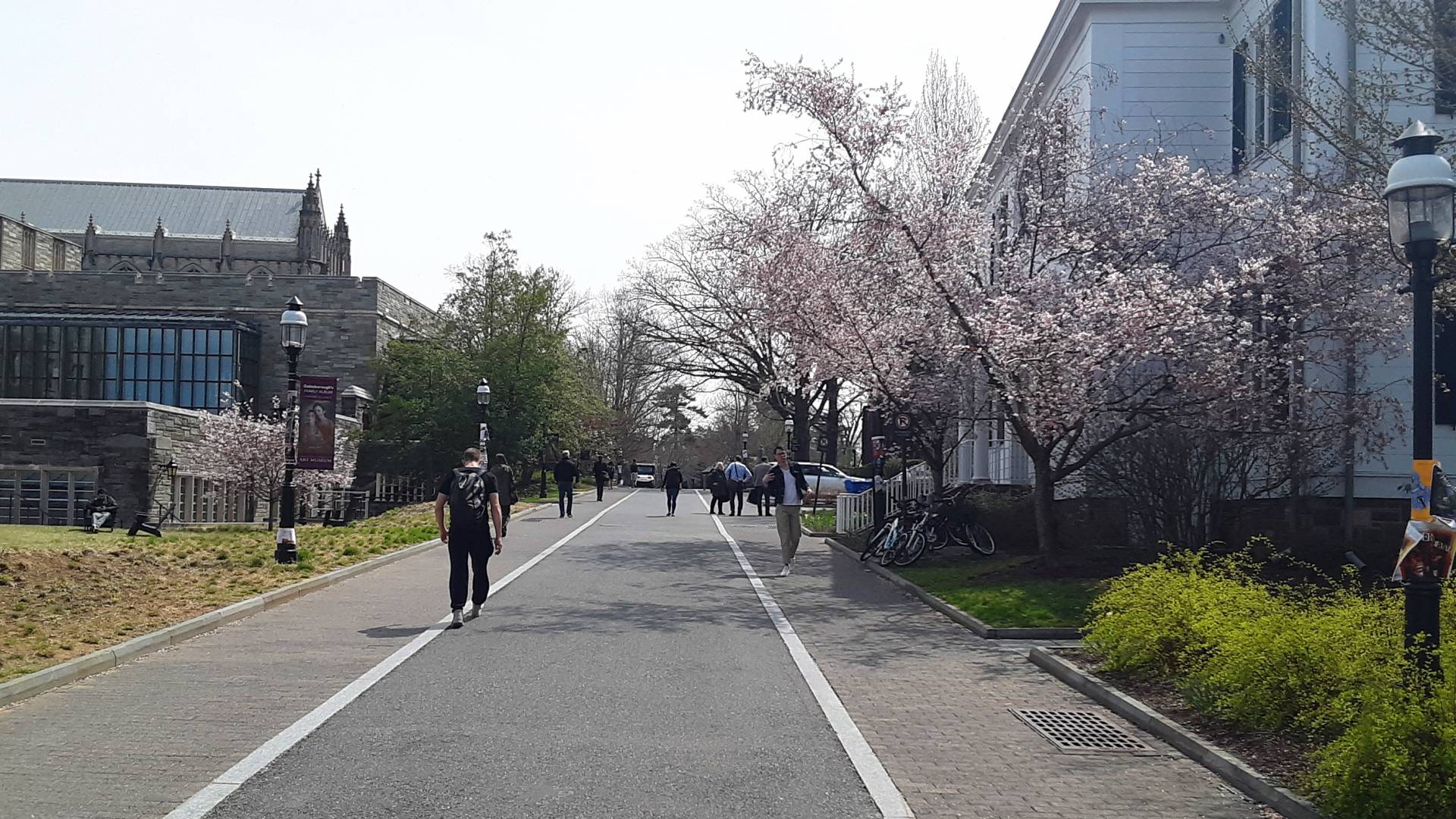 Students walk along the newly named Rivers Way, located behind Firestone Library, during cherry blossom time