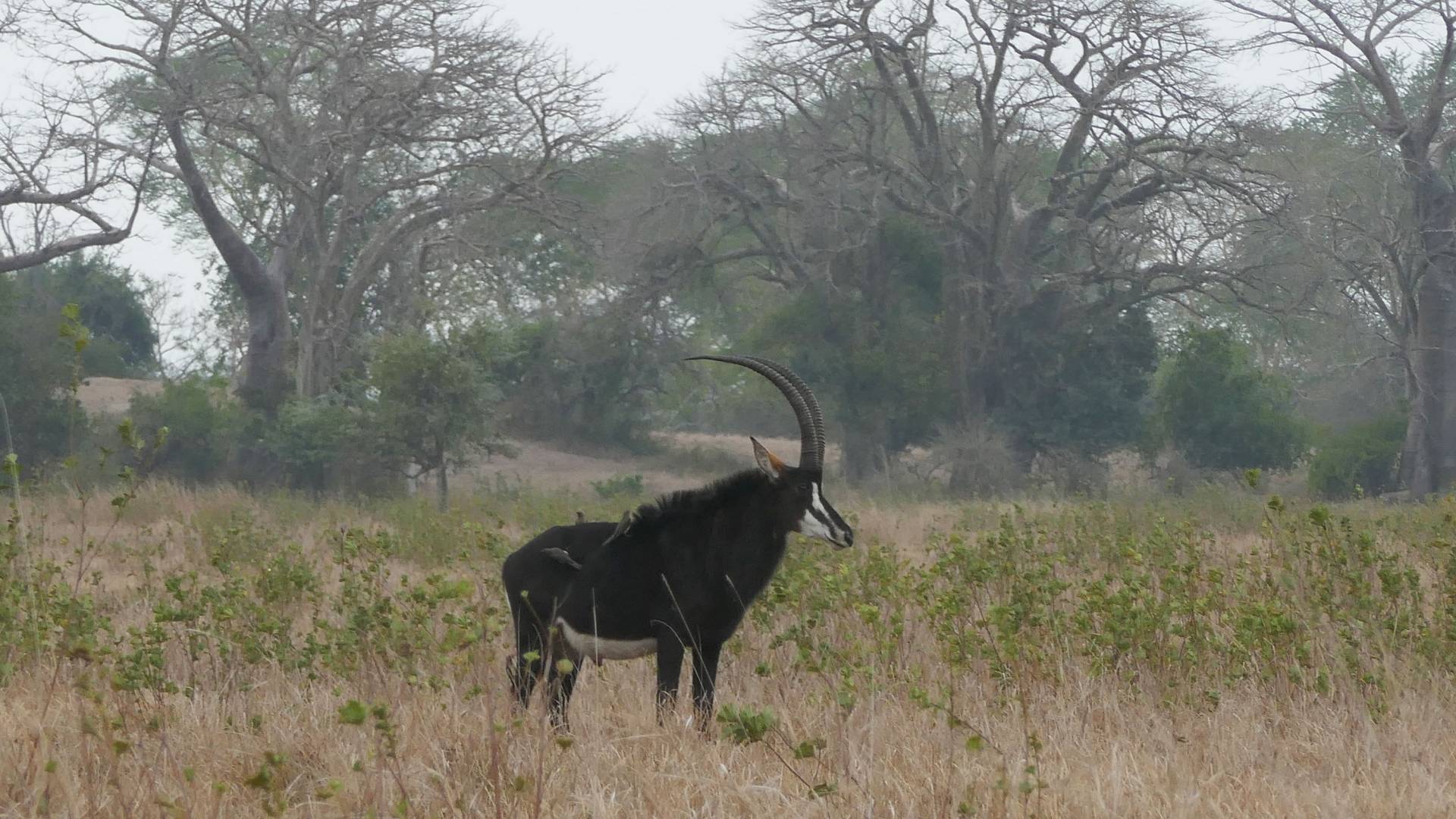 Antelope with 3 birds perched on its flanks in a clearing