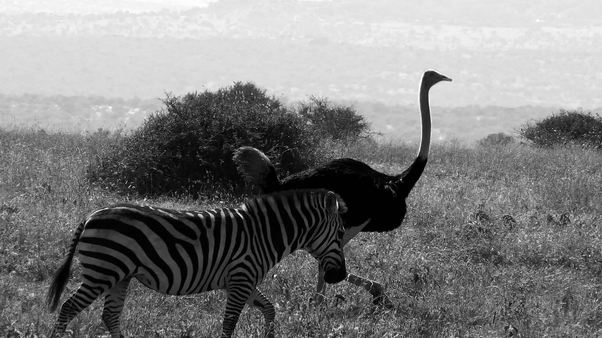 plains zebra and ostritch