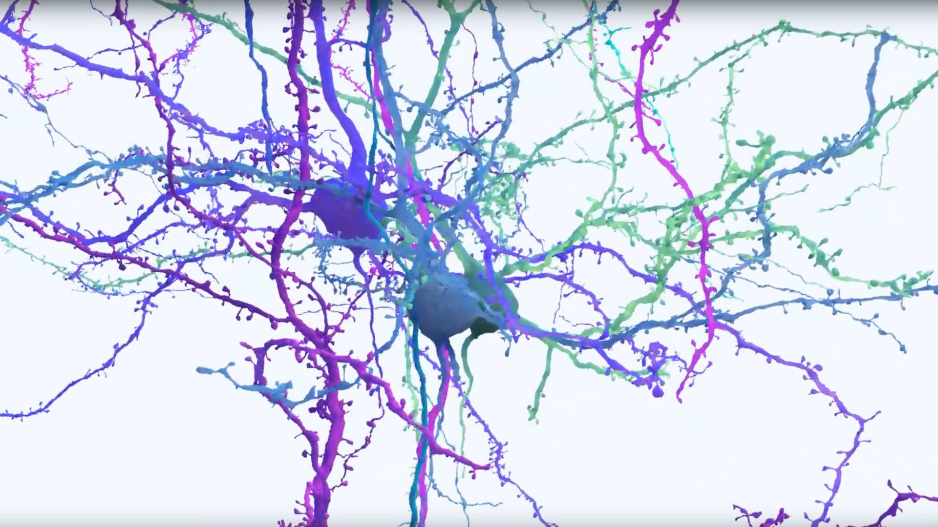 wiring of the human brain 3d model