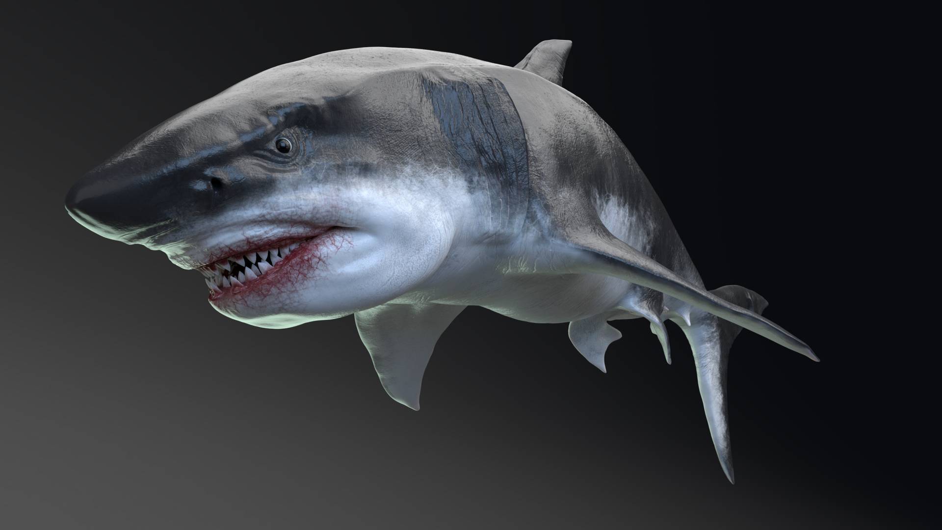 The Great White Shark vs. The Megladon