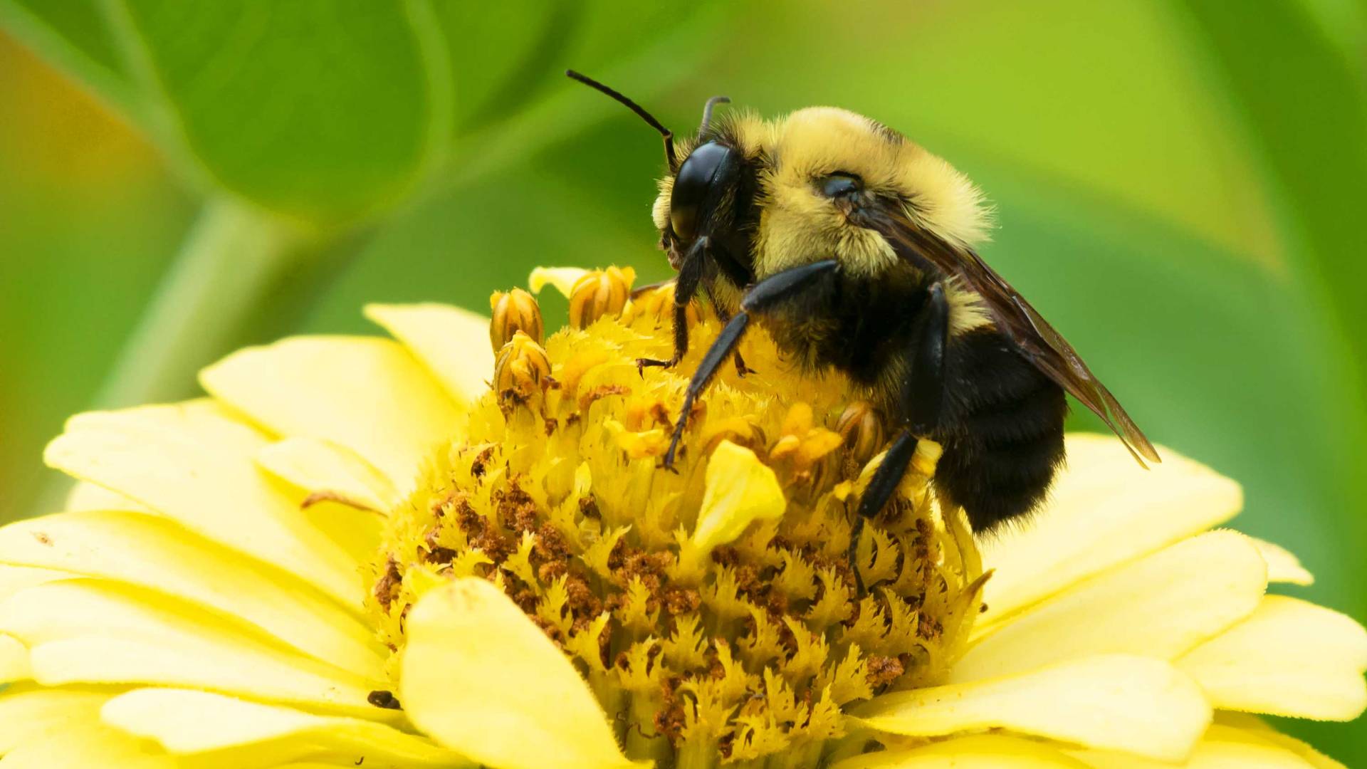 Bumblebee honey: do bumblebees make honey? - Plantura
