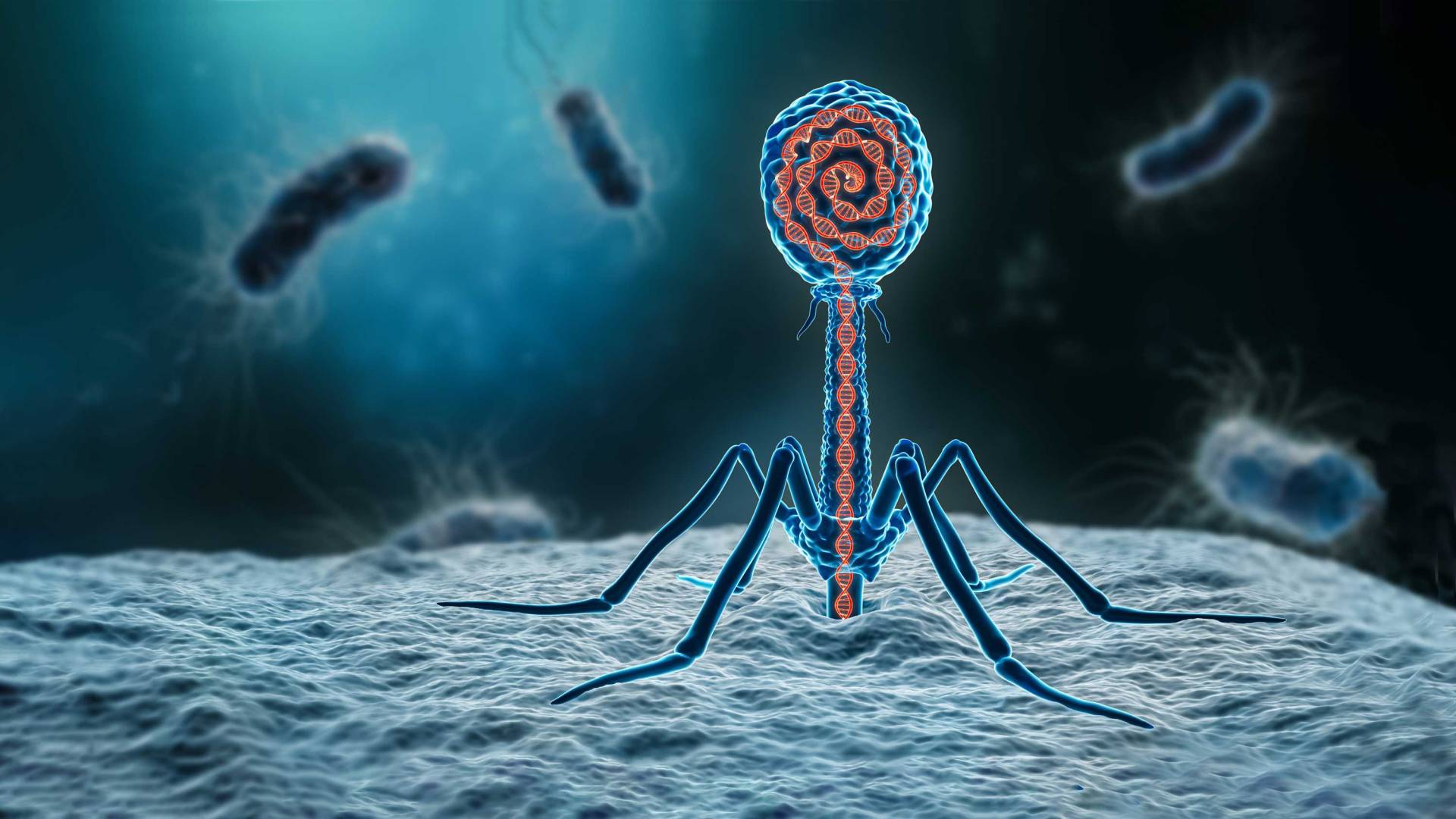 Microbe 3 - Bacteriophage 3D Model by Petar Doychev