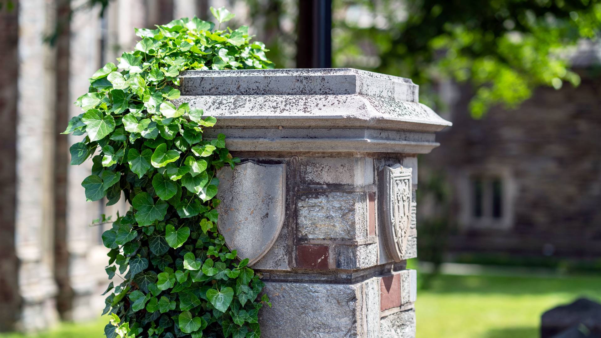 A column with ivy