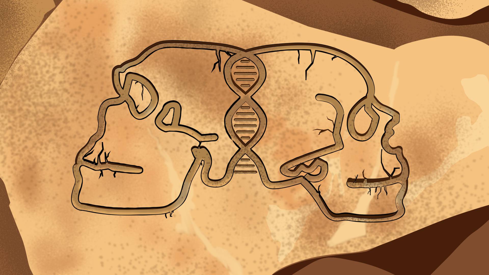 illustration of a neanderthal skull, DNA helix and humanoid skull