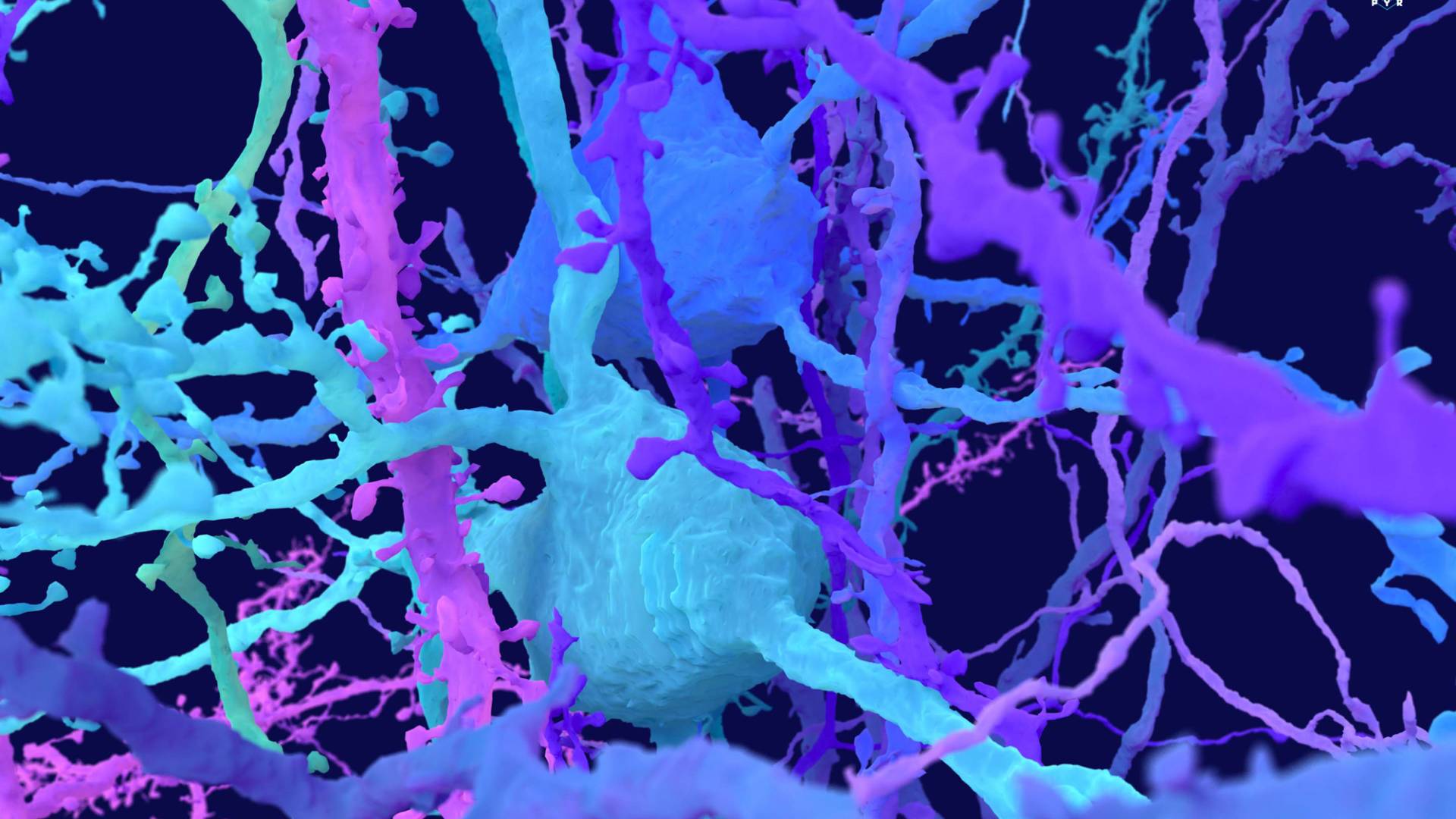 Twisting and branching neurons look like a cross between a complex highway interchange and a bowl of spaghetti.