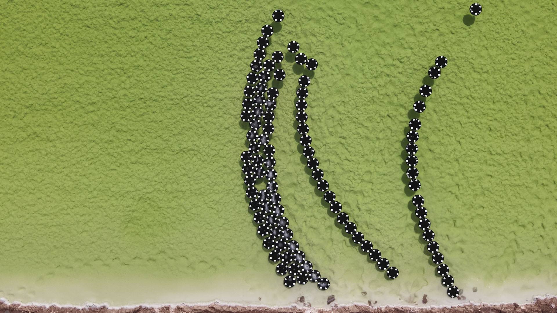 Small black hexagons float on greenish liquid.