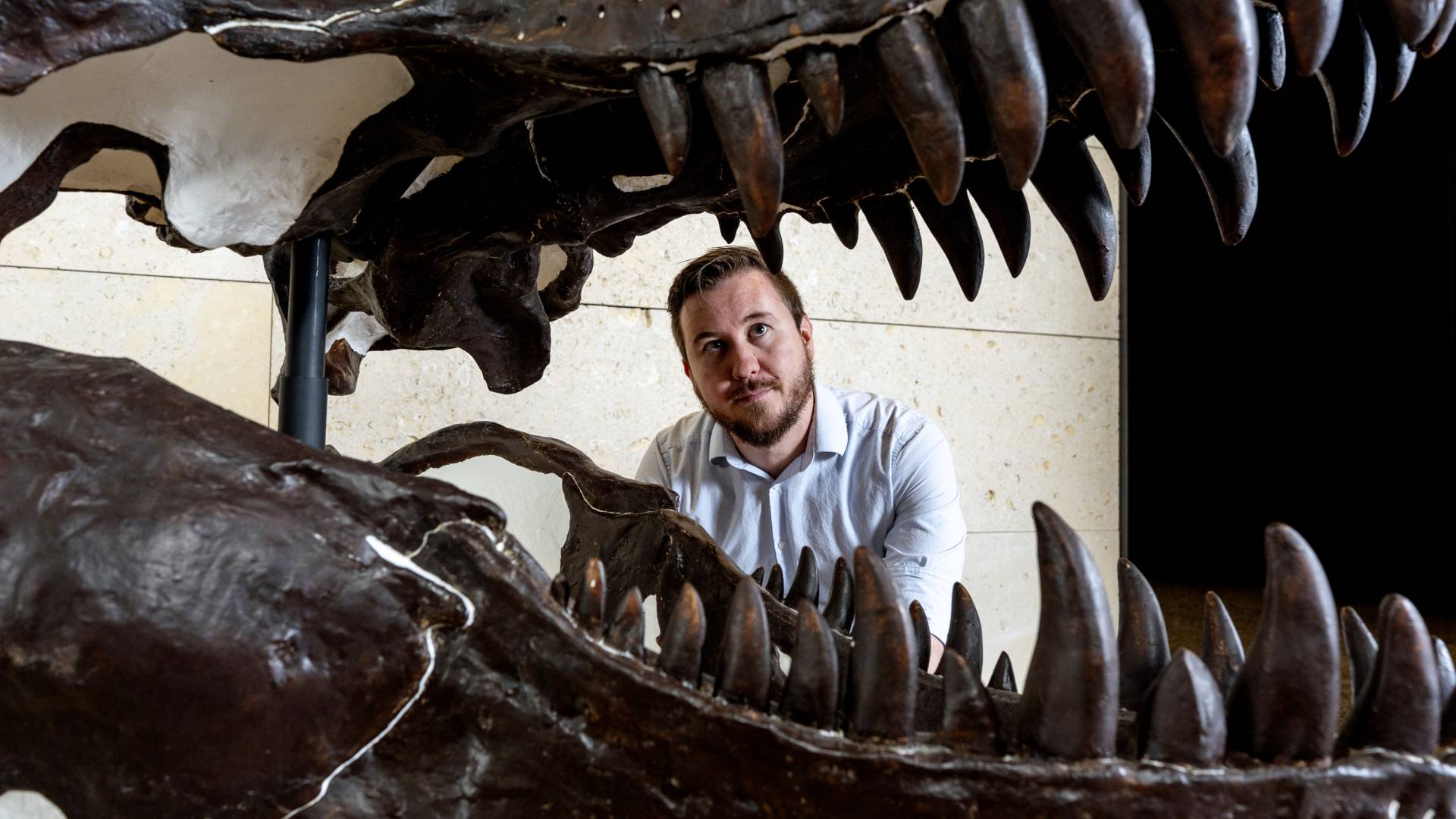 Man looking through the jaws of a T. rex skeleton