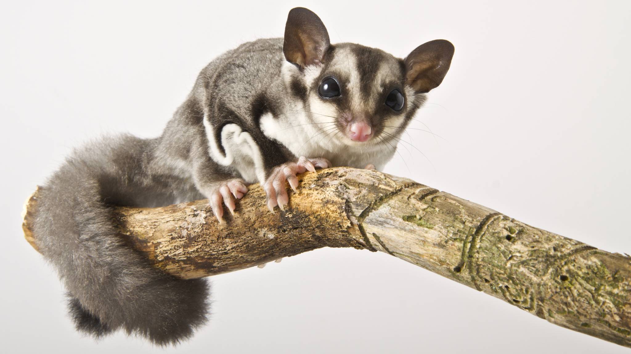 A tiny marsupial is upending ideas about the origins of flying mammals