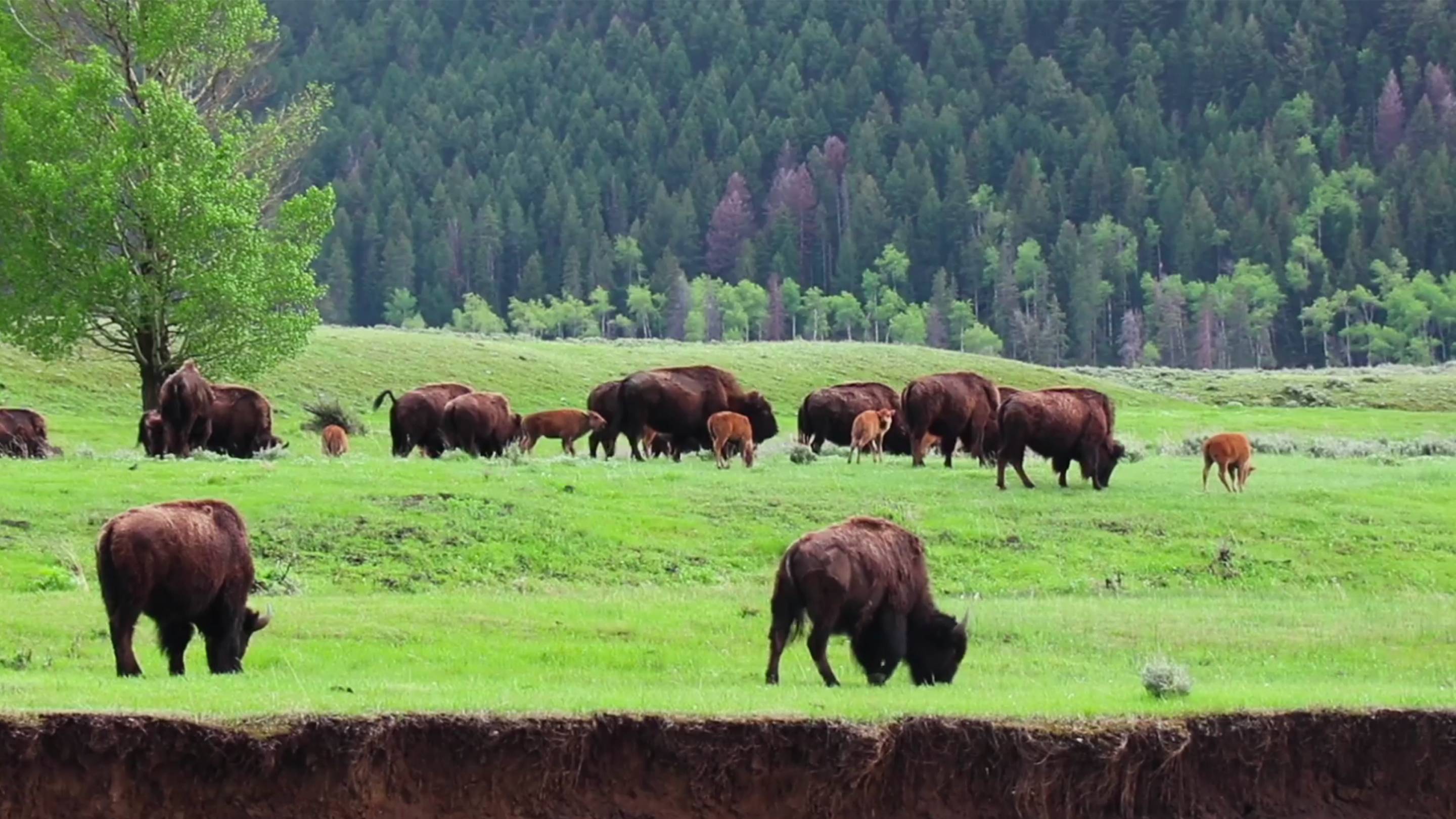 ‘Where The Buffalo Roamed’: Students Produce Documentary About Montana ...