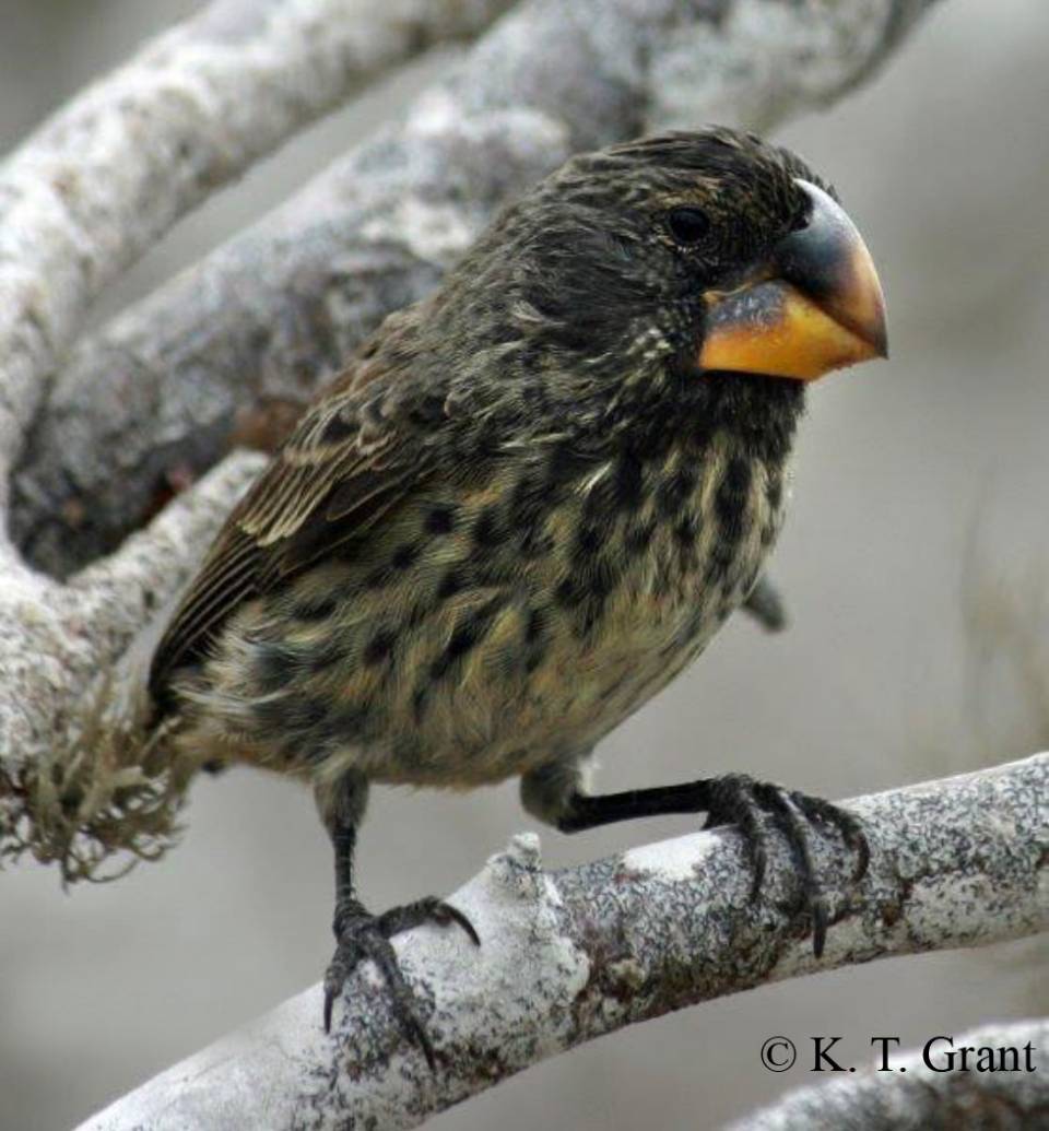 Gene behind 'evolution in action' in Darwin's finches identified