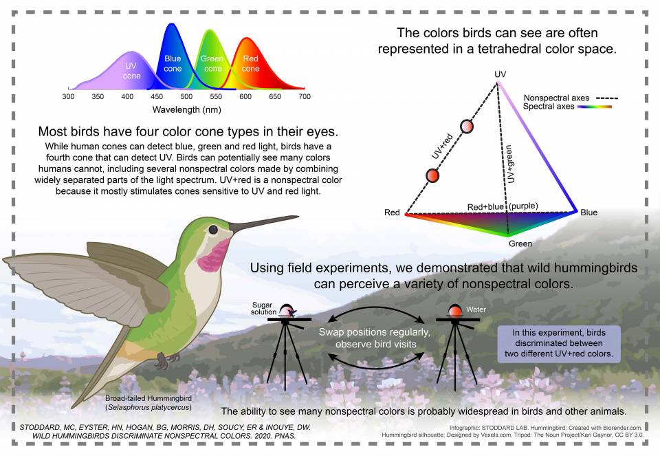 Wild hummingbirds see a broad range of colors humans can only imagine