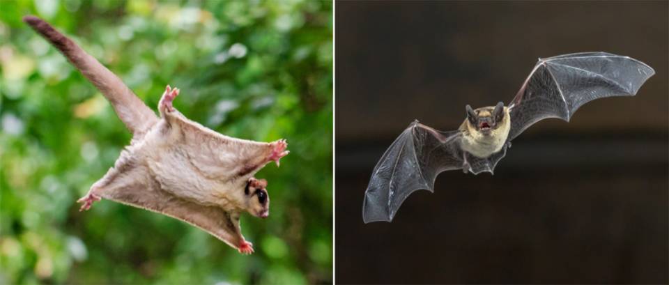 A tiny marsupial is upending ideas about the origins of flying mammals