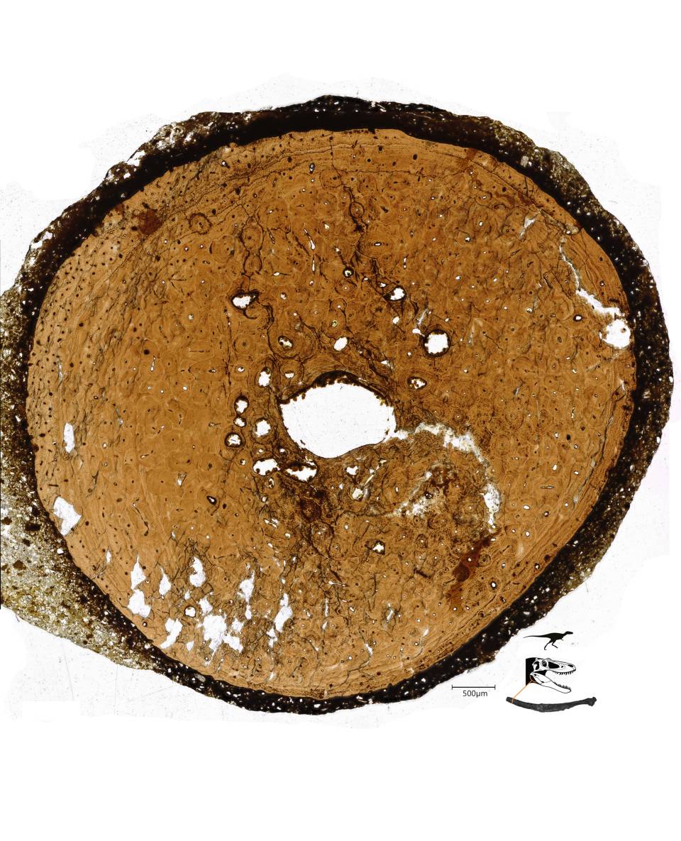 A magnified slice of a nanotyrannus hyoid