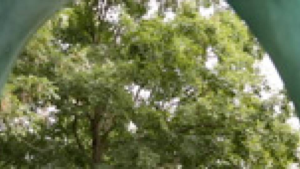 Historic Trees multimedia visual