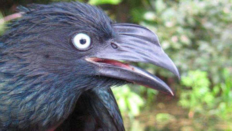 Christina Riehl Ani bird