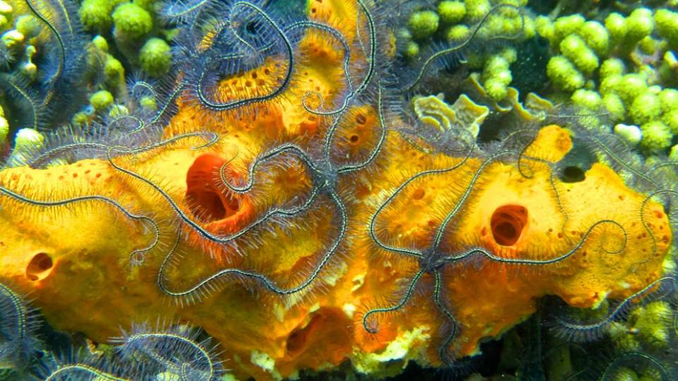International Eye photo contest 'Hang on' Bocas del Toro, Panama