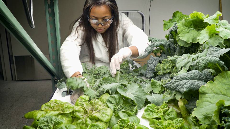 Student tending plants in Vertical Farming unit