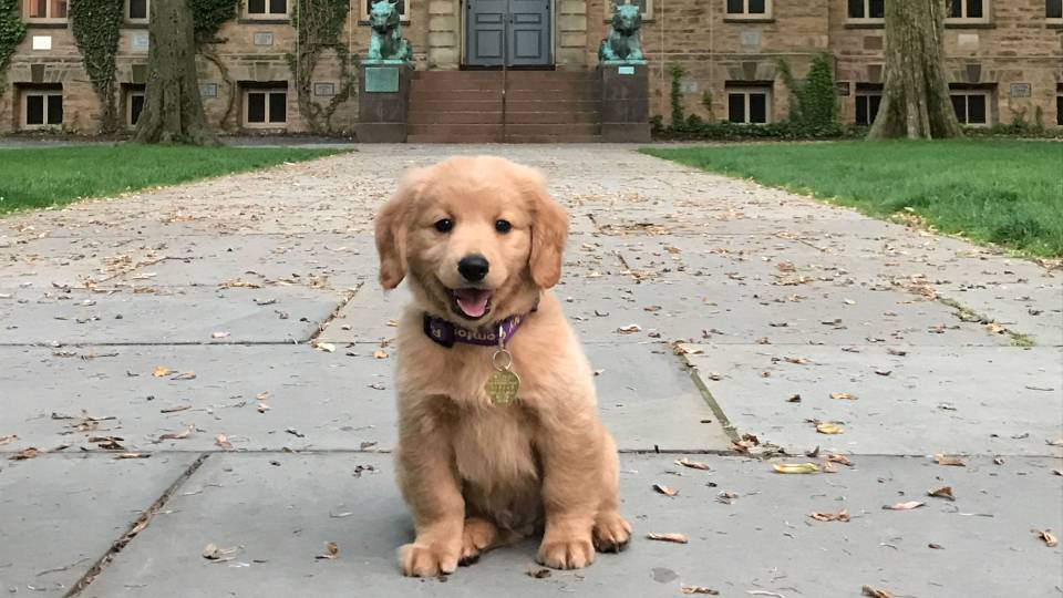 Puppy Koa sitting in front of Nassau Hall