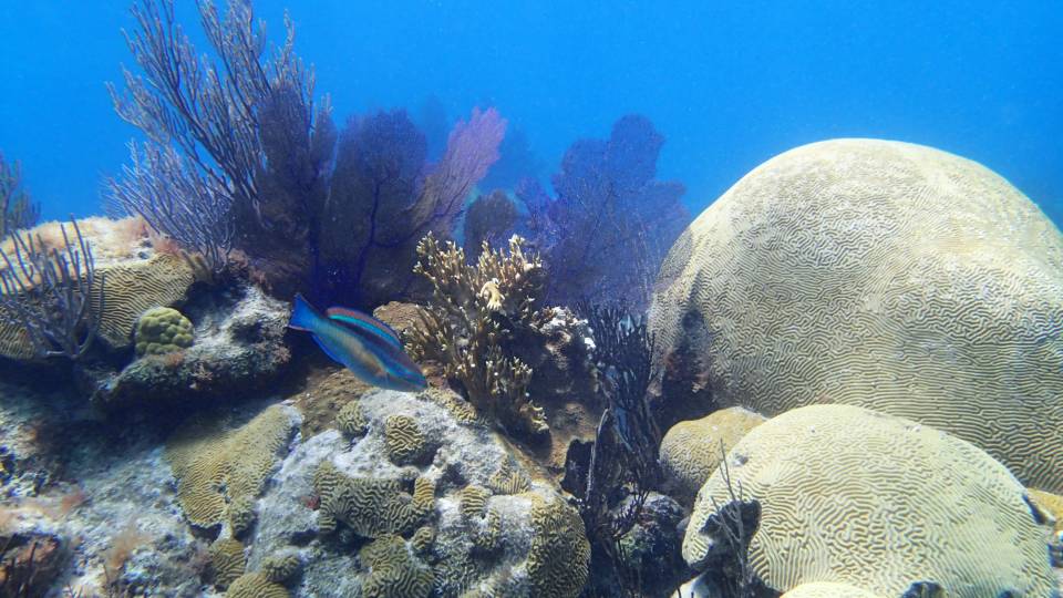Coral with a fish swimming in front of it
