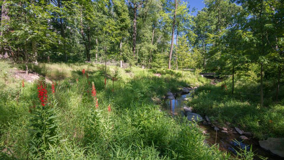 woodland restoration