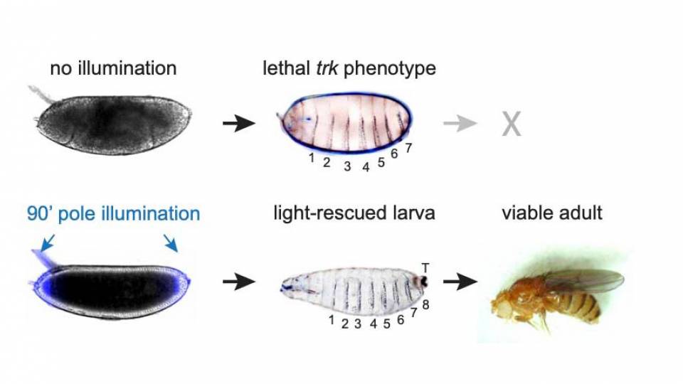 Developmental stages of fruit fly