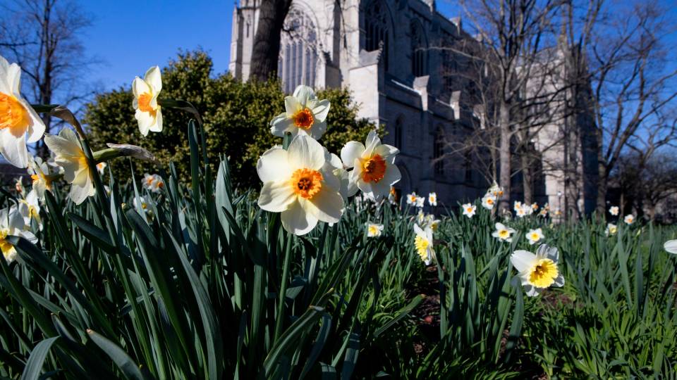 chapel and daffordils