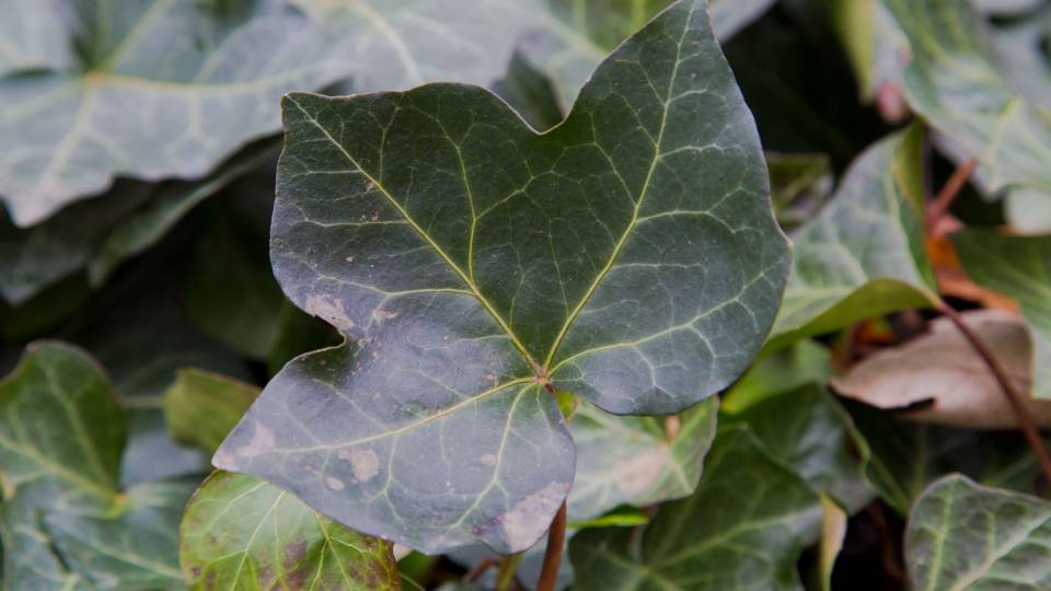 close up of ivy