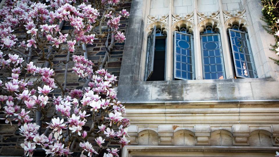 magnolias next to an open neogothic window