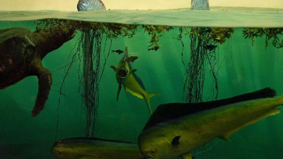 marine life at the surface of the ocean