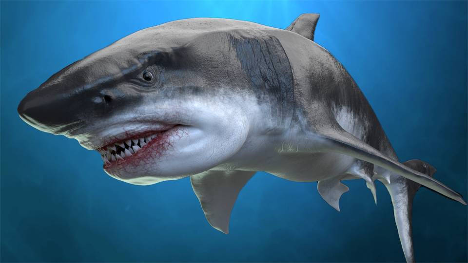 What did Megalodon eat? Anything it wanted — including other predators