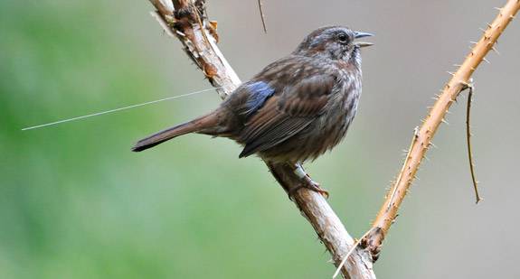 Song sparrow with small transmitter