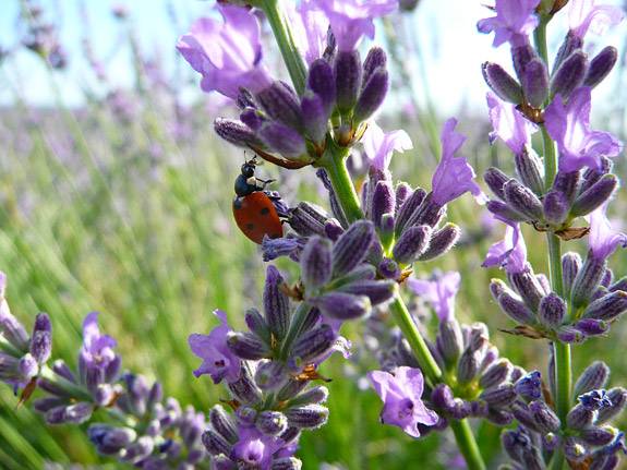 Ladybug on Lavendar