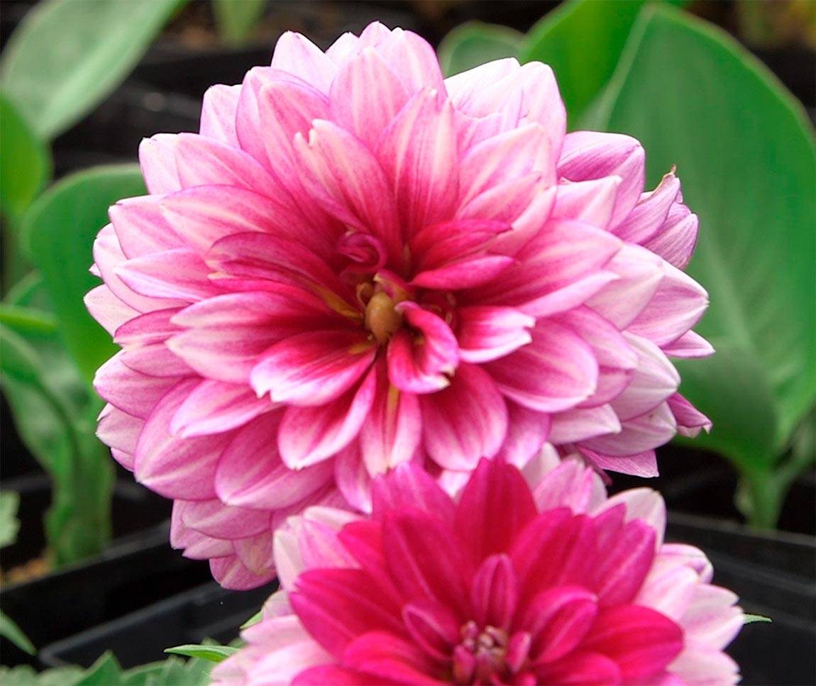 Greenhouse pink dahlias