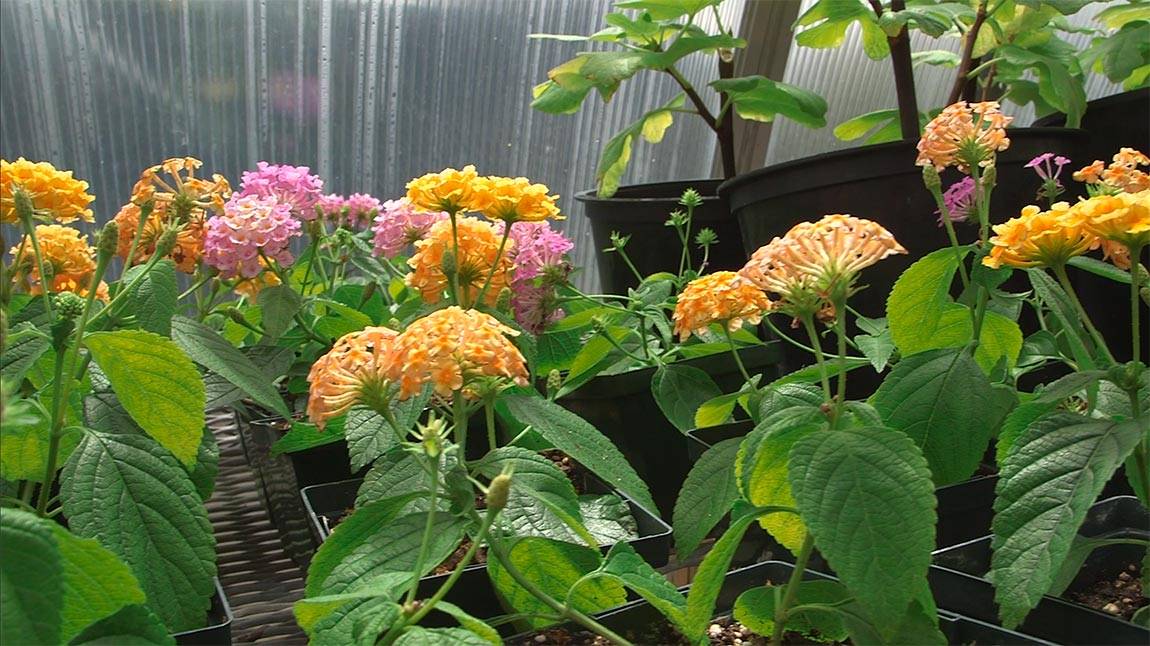 Greenhouse lantanas