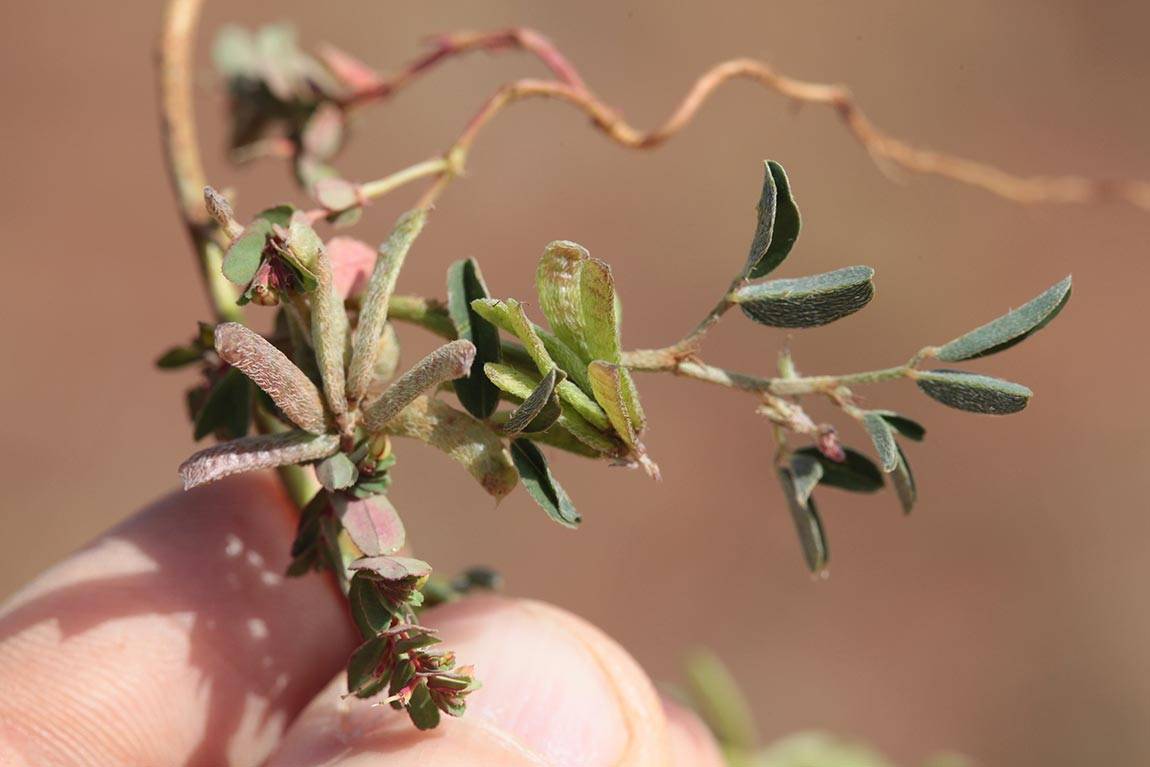 Pringle-Kartzinel DNA Indigofera hochstetteri