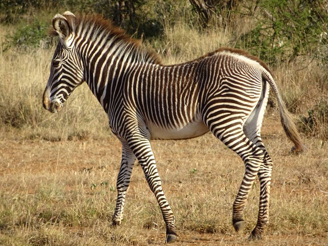 Bringing people together as scientists to save a zebra species