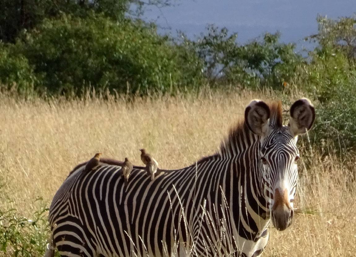 Bringing people together as scientists to save a zebra species