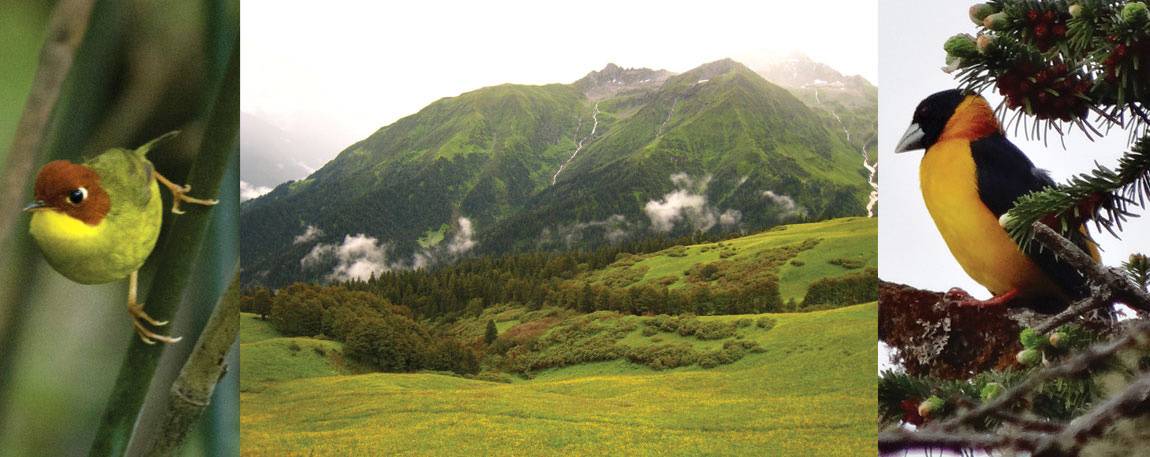 The researchers found that competition set the boundaries for a mere 12 percent of Himalayan bird species, while temperature and habitat dictate where 48 and 40 percent of species live, respectively. Pictured above are a chestnut-headed tesia (Oligura castaneocoronata) (left), a species limited by temperature, and a collared grosbeak (Mycerobas affinis) (right), a species limited by habitat. Both species live in upper temperate forests (center).