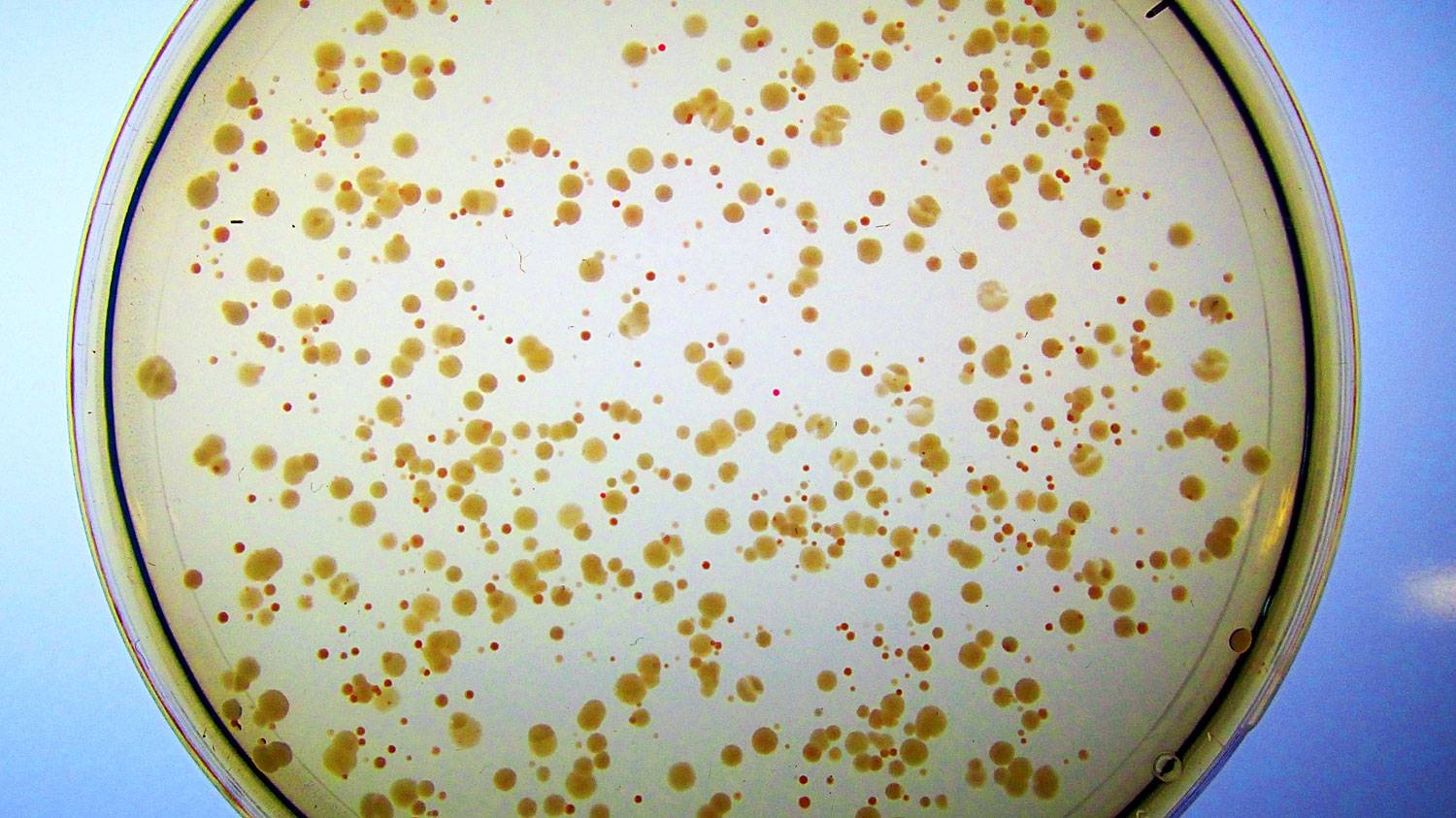 Syn-F4 in a petri dish