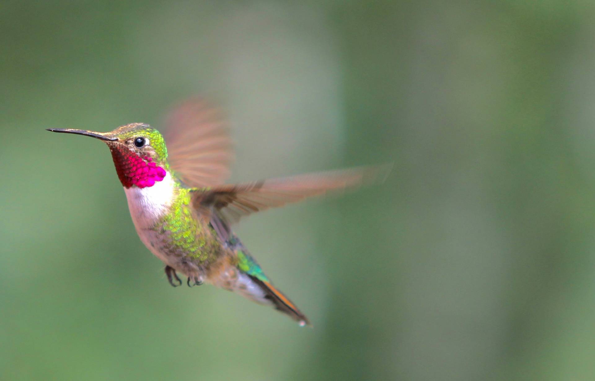 Hummingbird Flying Up