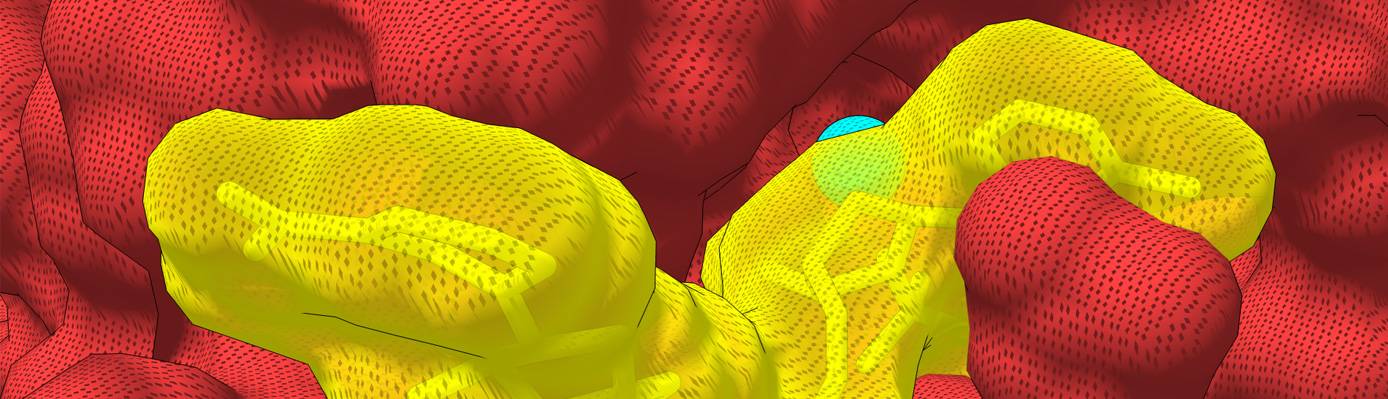 Nocturnin (red) interacting with NADPH (yellow).