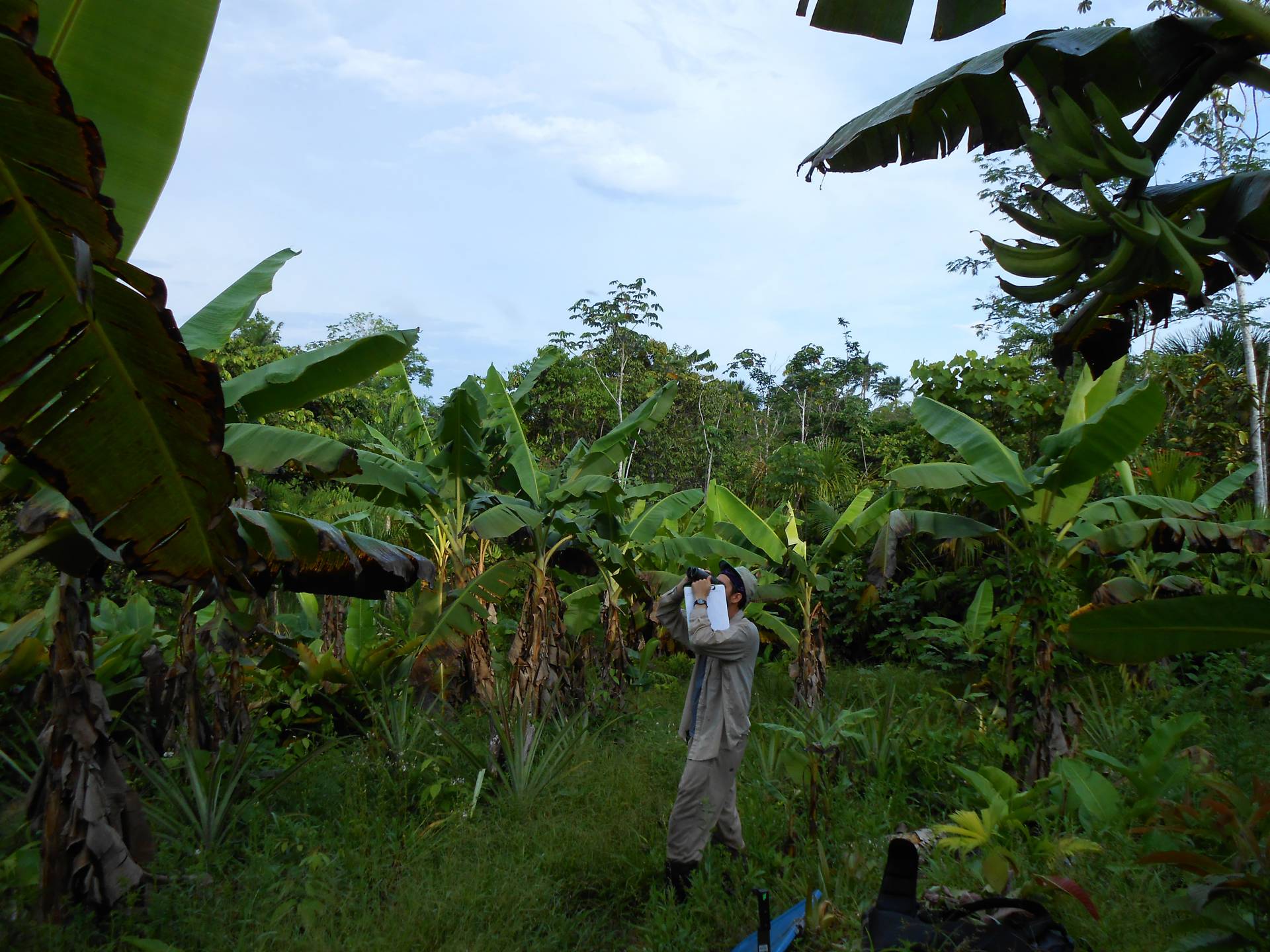 Socolar in a banana plantation