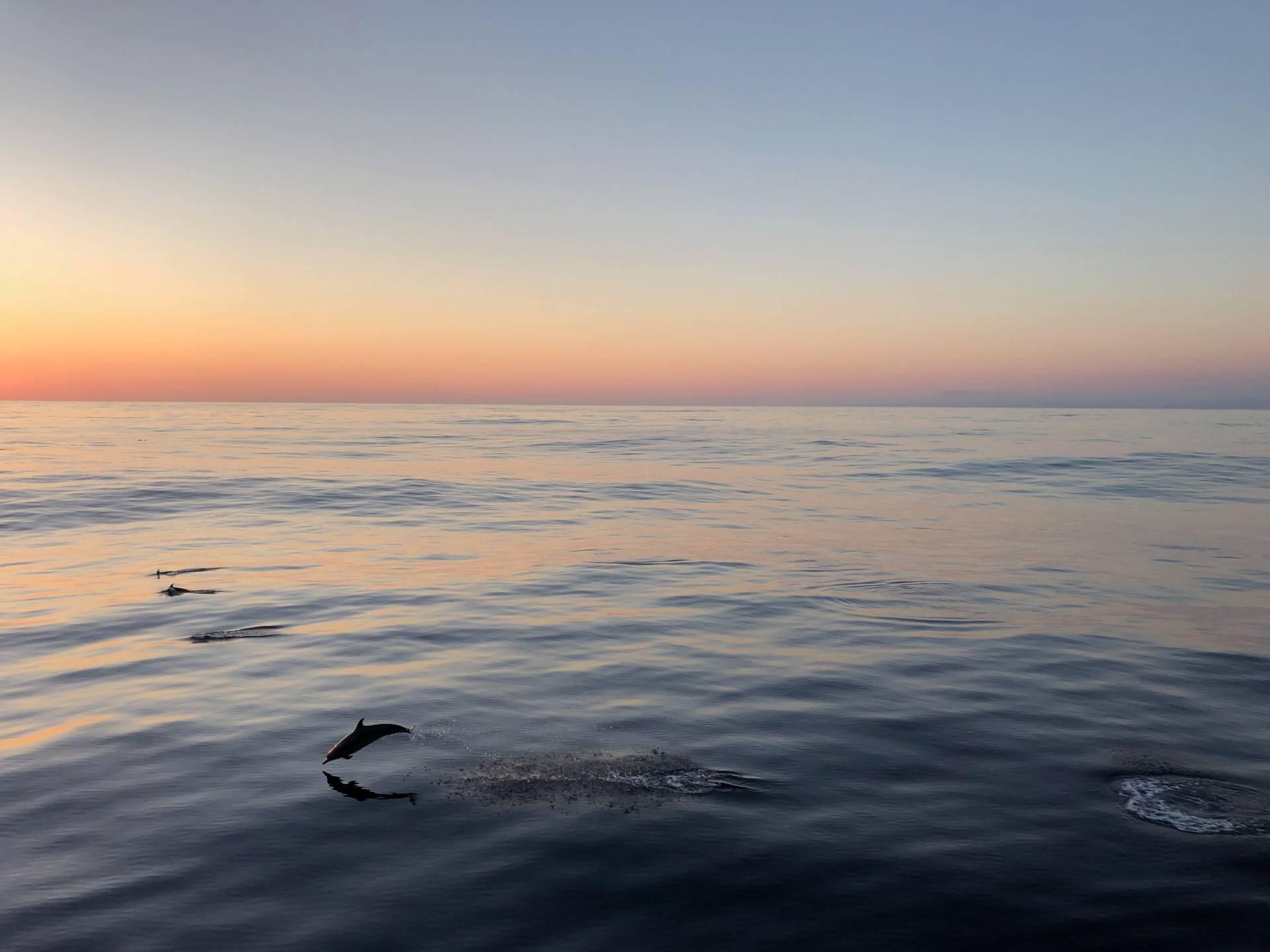 dolphin leaping at sunset