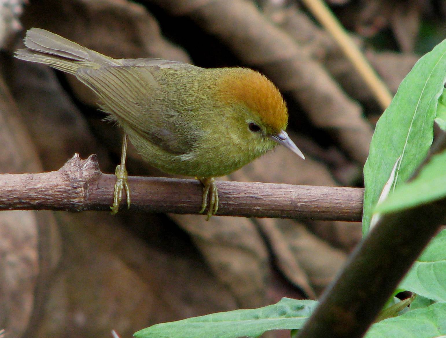 bird on a branch