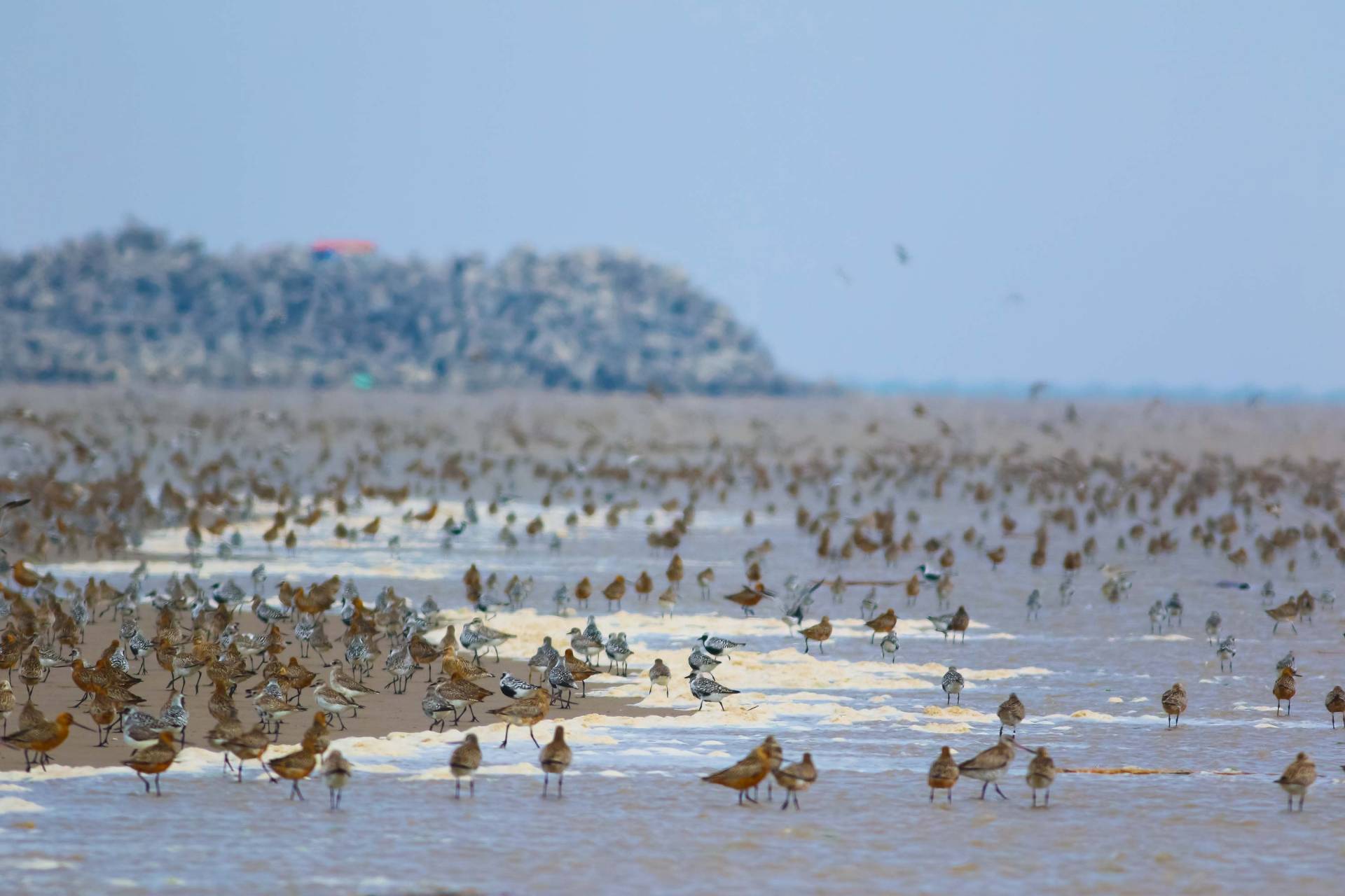Shorebirds on the beach